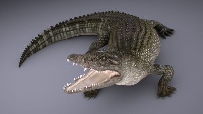 Nile Crocodile