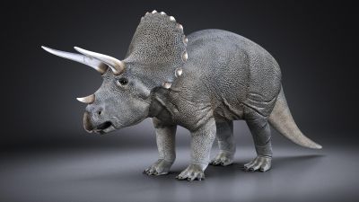 Triceratops